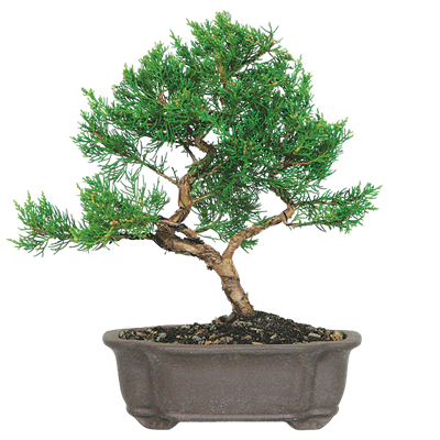 Juniper Bonsai